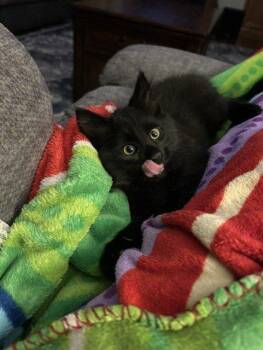 Midi -  Domestic Short Hair Cat for Adoption in Raleigh, North Carolina - Midi | PetCurious