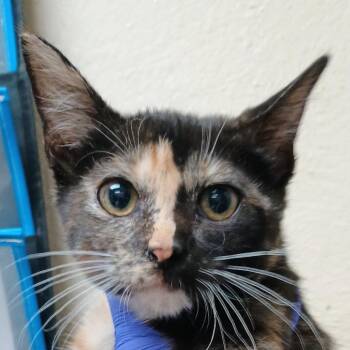 Frisky -  Domestic Short Hair Cat for Adoption in Palestine, Texas - Frisky | PetCurious