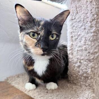 Lucy -  Calico Cat Available for Adoption in Hollywood, Florida - Lucy | PetCurious