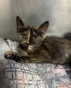 Debbie (with Lip) -  Domestic Medium Hair Cat for Adoption in Richmond, Virginia - Debbie (with Lip) | PetCurious