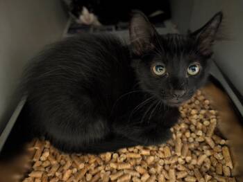 Maple Donut -  Domestic Short Hair Cat for Adoption in Rowlett, Texas - Maple Donut | PetCurious