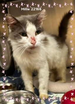 MILLIE -  Domestic Medium Hair Cat for Adoption in Marietta, Georgia - MILLIE | PetCurious