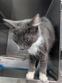 SKY -  Domestic Short Hair Cat for Adoption in Westminster, Maryland - SKY | PetCurious