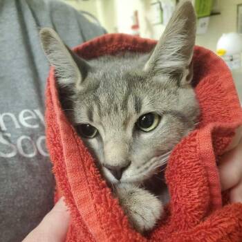 Stack -  Domestic Short Hair Cat for Adoption in Asheville, North Carolina - Stack | PetCurious