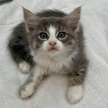 Mr Potato Head -  Domestic Medium Hair Cat for Adoption in Fairmont, West Virginia - Mr Potato Head | PetCurious