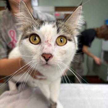 Domestic Long Hair Cats Available for Adoption - Celeste | PetCurious