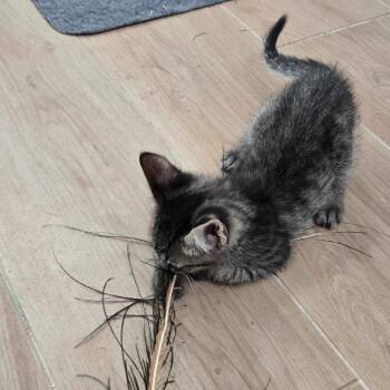 Kettle Corn K2 -  American Shorthair Cat for Adoption in Edinburg, Texas - Kettle Corn K2 | PetCurious