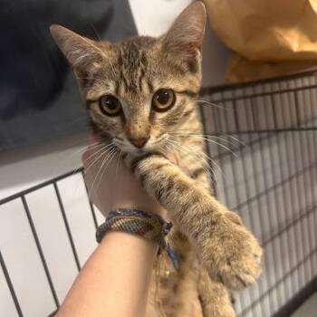 Hana Roswell -  Domestic Short Hair Cat for Adoption in Denver, Colorado - Hana Roswell | PetCurious