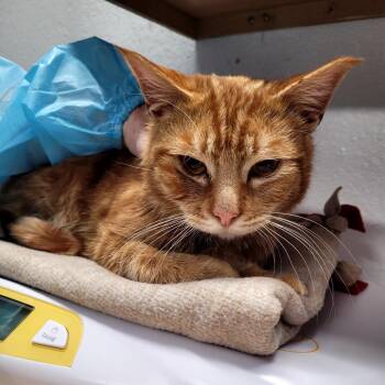 Gus -  Domestic Short Hair Cat Available for Adoption in Belfair, Washington - Gus | PetCurious