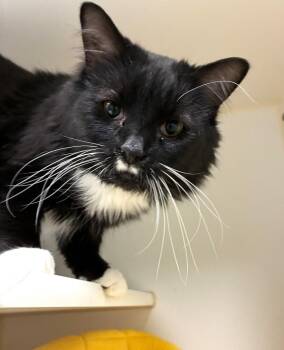 Domestic Short Hair Cats Available for Adoption - Flynn | PetCurious