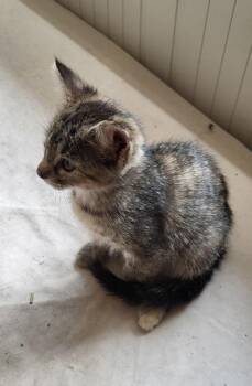 Beatrice -  Domestic Short Hair Cat for Adoption in Fort Worth, Texas - Beatrice | PetCurious