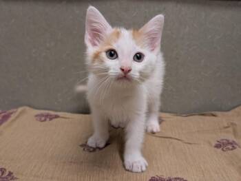 Rescue Domestic Short Hair Cats for Adoption in Moreno Valley, California - A543600 | PetCurious