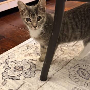 Rescue Domestic Medium Hair Cats for Adoption in Springfield, Oregon - Small Fry | PetCurious