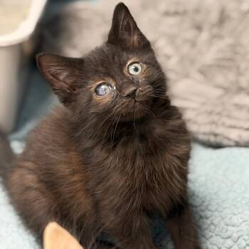 Toast -  Domestic Short Hair Cat for Adoption in Watertown, New York - Toast | PetCurious