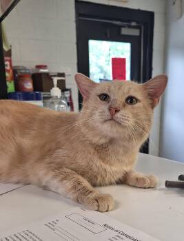 Boone -  Domestic Short Hair Cat for Adoption in Stanton, Kentucky - Boone | PetCurious