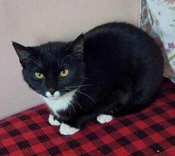 Domestic Short Hair Cats Available for Adoption - Chaplin | PetCurious