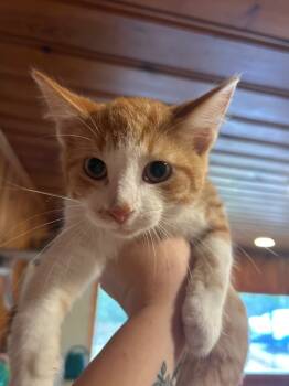 Rescue Domestic Short Hair Cats for Adoption in Cumming, Georgia - Bear | PetCurious