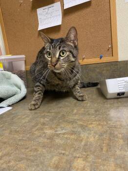 Domestic Short Hair Cats Available for Adoption - Daffodil | PetCurious