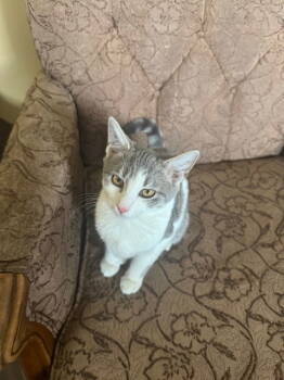 Rescue Tabby Cats for Adoption in Cincinnati, Ohio - Wanda | PetCurious