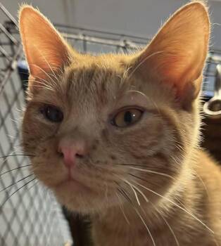 Buddy -  Domestic Short Hair Cat for Adoption in Robinson, Illinois - Buddy | PetCurious