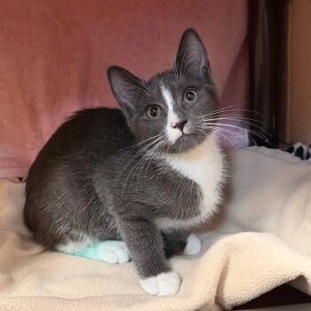 Frank -  Domestic Short Hair Cat for Adoption in Owosso, Michigan - Frank | PetCurious