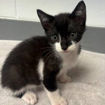 HeeBee -  Domestic Short Hair Cat for Adoption in Sarasota, Florida - HeeBee | PetCurious