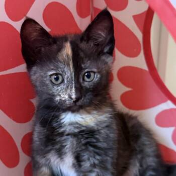 Wednesday -  Domestic Short Hair Cat for Adoption in Pleasanton, California - Wednesday | PetCurious
