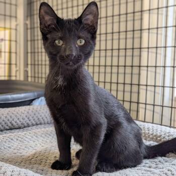 Rescue Domestic Short Hair Cats for Adoption in Washington, Iowa - Whoopie Pie - Love Bug | PetCurious
