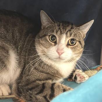 Honky Tonk -  Domestic Short Hair Cat for Adoption in York, Pennsylvania - Honky Tonk | PetCurious