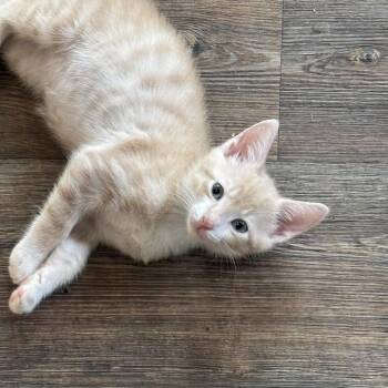 Kumquat -  Domestic Short Hair Cat for Adoption in Gainesville, Florida - Kumquat | PetCurious