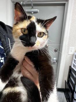 Domestic Short Hair Cats Available for Adoption in Pomona, New York - Rosie Cotton | PetCurious