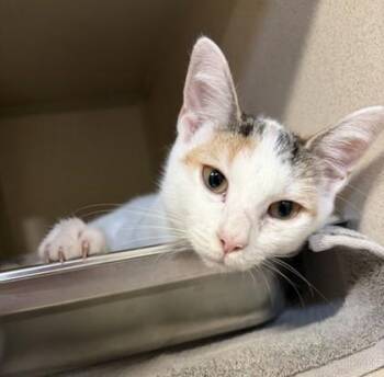 Ava -  Domestic Short Hair Cat for Adoption in New Hope, Pennsylvania - Ava | PetCurious