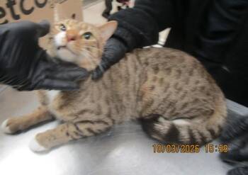 (632) -  Domestic Medium Hair Cat for Adoption in Marietta, Georgia - (632) | PetCurious