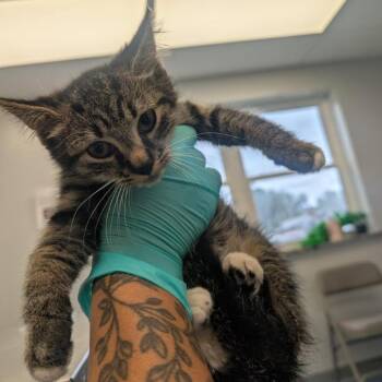 Roquefort -  Domestic Short Hair Cat for Adoption in Watertown, New York - Roquefort | PetCurious