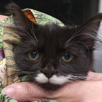 Lucky Star -  Domestic Short Hair Cat for Adoption in Eagle Mountain, Utah - Lucky Star | PetCurious