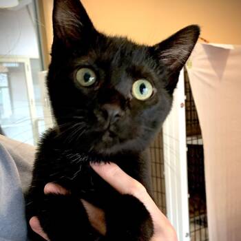 Lever -  Domestic Short Hair Cat for Adoption in Chicago, Illinois - Lever | PetCurious