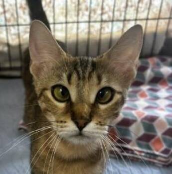 Ariel -  Domestic Short Hair Cat for Adoption in Lafayette, Louisiana - Ariel | PetCurious