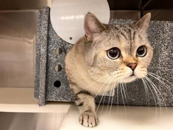 KRISTOPHERSON -  Domestic Short Hair Cat for Adoption in Colorado Springs, Colorado - KRISTOPHERSON | PetCurious