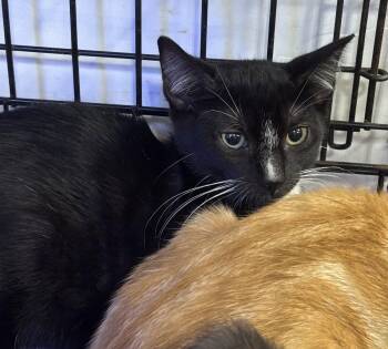 Jubilee -  Domestic Short Hair Cat for Adoption in Oviedo, Florida - Jubilee | PetCurious
