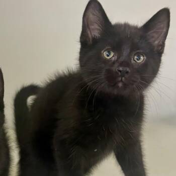 Yin -  Domestic Short Hair Cat for Adoption in Charles City, Iowa - Yin | PetCurious
