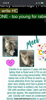 Rescue Domestic Short Hair Cats for Adoption in Lafayette, Colorado - Cecelia | PetCurious