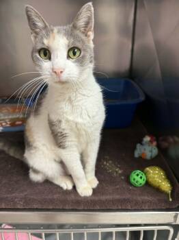 Poppet -  Domestic Short Hair Cat for Adoption in Altoona, Pennsylvania - Poppet | PetCurious