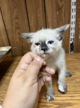 Kitten 27766 (Diva) -  Siamese Cat for Adoption in Parlier, California - Kitten 27766 (Diva) | PetCurious