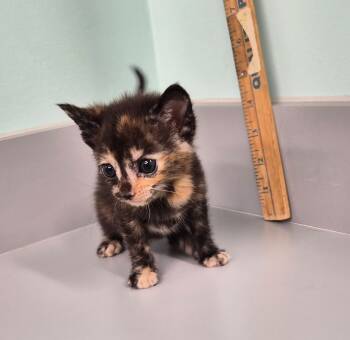 Rescue Domestic Short Hair Cats for Adoption in Athens, Tennessee - Hip | PetCurious