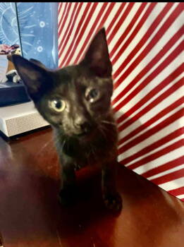 Rescue Domestic Short Hair Cats for Adoption in Oviedo, Florida - Kura | PetCurious