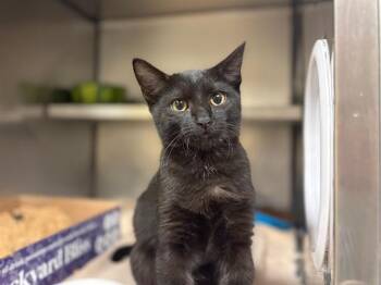 PAWDREY HEPBURN -  Domestic Short Hair Cat for Adoption in Fort Wayne, Indiana - PAWDREY HEPBURN | PetCurious