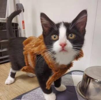 Rescue Domestic Short Hair Cats for Adoption in Hutchinson, Minnesota - Barnacle And Scallywag | PetCurious