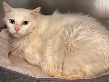 Rescue Domestic Long Hair Cats for Adoption in Kenai, Alaska - Precious "Arya | PetCurious