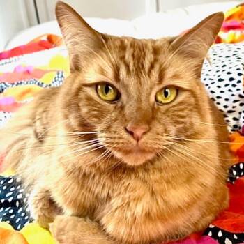Domestic Medium Hair Cats Available for Adoption in Los Angeles, California - Rupert | PetCurious