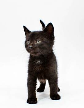 Domestic Short Hair Cats Available for Adoption in Morton Grove, Illinois - Oracle | PetCurious